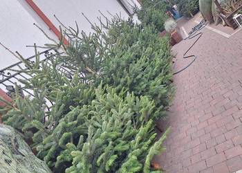 Zapraszam już mamy Jodły kaukaskie, choinki cięte i doniczka CIECHANOWIEC