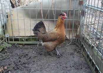 Kurka w barwie kuropatwianej kura