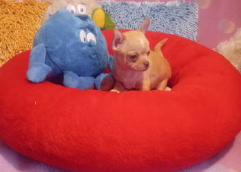 Chihuahua - mini piesek morelowy