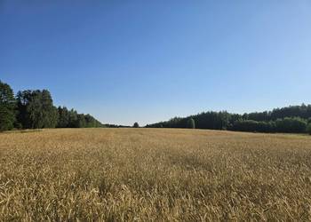 Sprzedam słomę z tegorocznych żniw