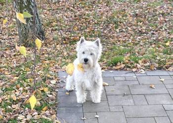 Piesek  po Championach West Highland White terrier FCI