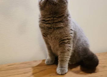 Kotka Brytyjska Niebieska Krótkowłosa