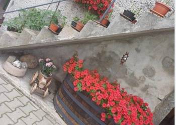 Donice z dębowych beczek po winie