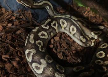 Pyton krolewski Mojave Yellowbelly het ghost