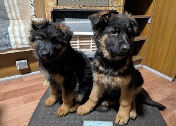 Owczarek niemiecki długowłosy