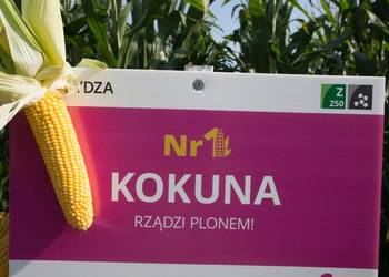 Nasiona kukurydzy IGP KOKUNA