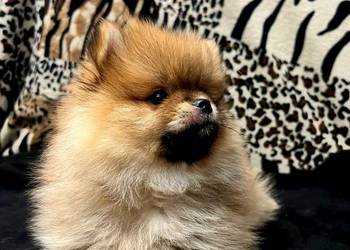 Szpic miniaturowy, Pomeranian - ORANGE