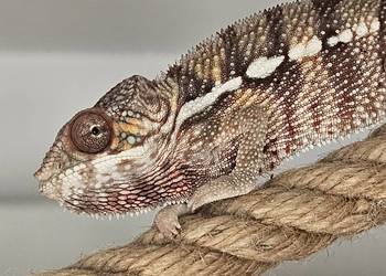 Kameleon lamparci samiec