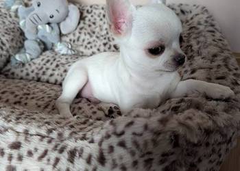 Chihuahua krótkowłosy biały ZKwP