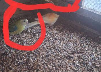 Młodą para świergotek z 2025