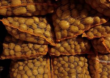 Ziemniaki paszowe, odpadowe, grube,drobne