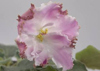 Fiołek afrykański kwitnąca sadzonka LE-Prazdnik Pokrova