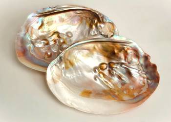 Muszla perłorodna z perłami nienarodzonymi, 2 szt.