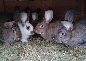 Sprzedam 2 samice 2 samce