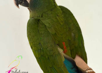 Ara Marakana Samiczka