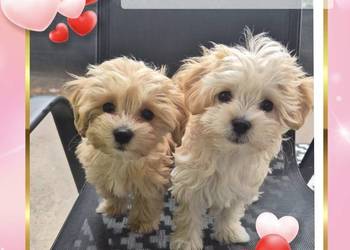 Maltipoo suczki gotowe do nowych domkow