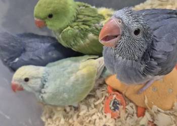 Aleksandrietta obrozna recznie karmiona