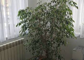 Beniaminek kwiat doniczkowy duży.