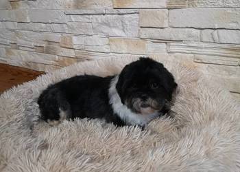 Dorosła Suczka Shih tzu