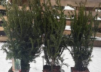 Cis Groenland mega sadzonka gęsta na żywopłot