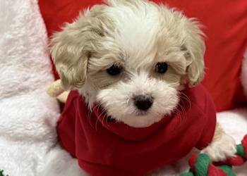 Maltipoo bardzo malutki chłopiec gotowy do odbioru