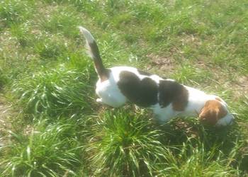 Beagle Ticolor pies ma dwa lata.