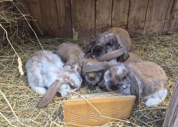 Baran francuski Madagaskar