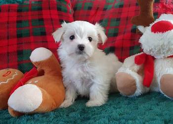 Maltańczyk sunia ZHPR UCI