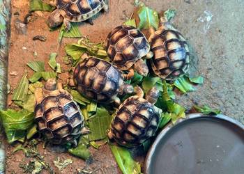 Żółw obrzeżony -  testudo marginata , żółw lądowy
