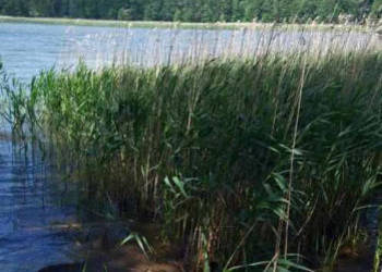 Działka z linią brzegową, siedlisko z sadem i las