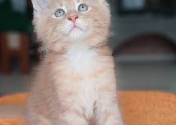 Maine Coon kocurek ds25 rodowód FPL