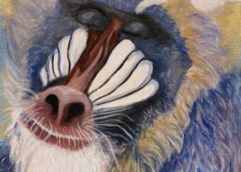 Zamyślony mandryl- małpa