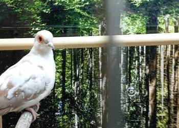 Gołąbki diamentowe