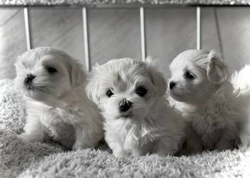 Szczeniaki maltańczyka zarejestrowane w KC