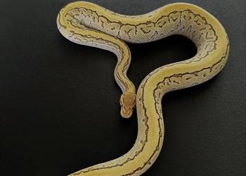 Piękny Pinstripe Lesser Yellowbelly 100%het clown