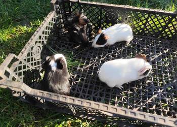 Urocze świnki morskie – 1 miesiąc, gotowe skraść Twoje serce!