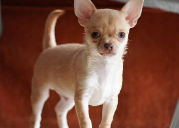 PIESEK, rodowód FCI, okolice W-wy