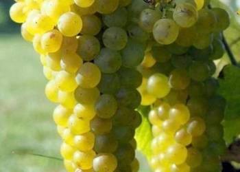 WINOROŚL SOLARIS Vitis - sadzonki w doniczkach