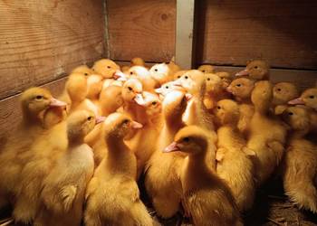 Kaczki białe czerninowe