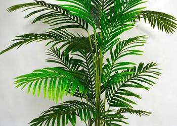 Palma Areca drzewko palmowe Kentia
