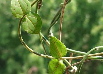 Ceropegia ciekawa odmiana wytrzymała roślina z kolekcji