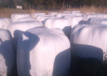 Sianokiszonkę trawy sianiej i lucerny