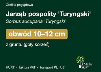 Jarząb pospolity 'Turyngski' obwód 10-12 cm, z gruntu – HURT