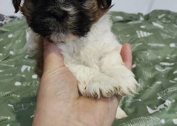 Sprzedam młode pieski rasy shih-tzu