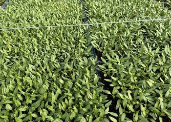 Siewka papryki do pikowania