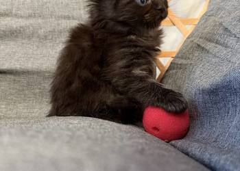 Maine coon kocięta