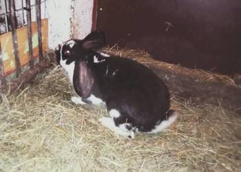 Sprzedam młodego królika samca