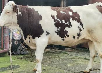 Sprzedam jałówkę simental