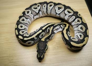 Pyton królewski Mojave Red Gene poss het Genetic Stripe