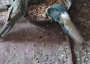 Modrolotki(kozy)para